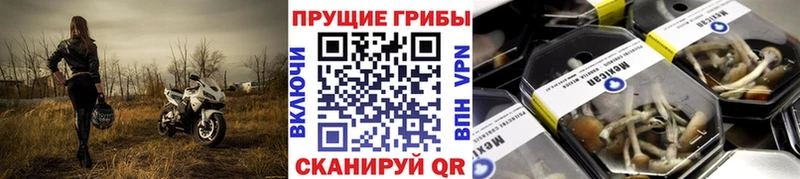 mega как войти Губкинский Галлюциногенные грибы мицелий